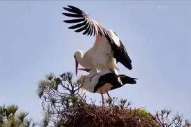 异地17年，横跨16000公里只为相见，这对白鹳鸟，感动了无数人！图片