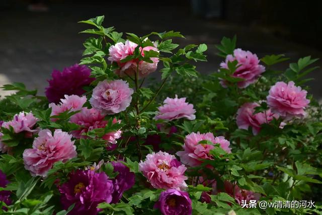 极美洛阳城牡丹迎春吐蕾绽放