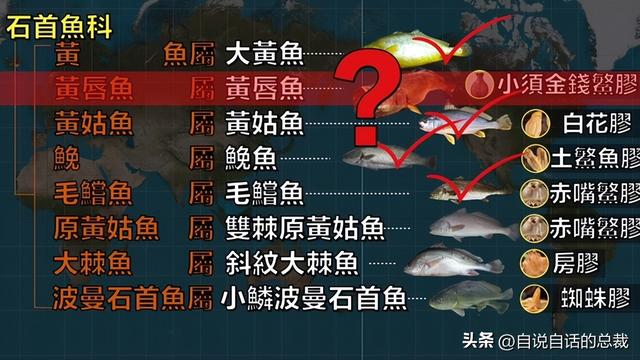 花胶十萬元一斤系什麼胶 2026年一百多一斤的花胶