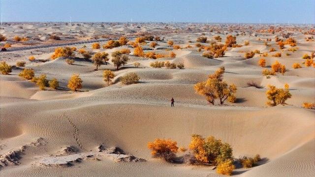 出片率100%！赴一场沙漠胡杨的金色之约