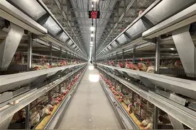 一枚优质富硒鸡蛋的诞生图片