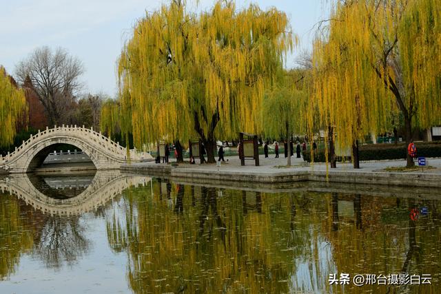 达活泉：公园披金衣，满目黄金柳（图）