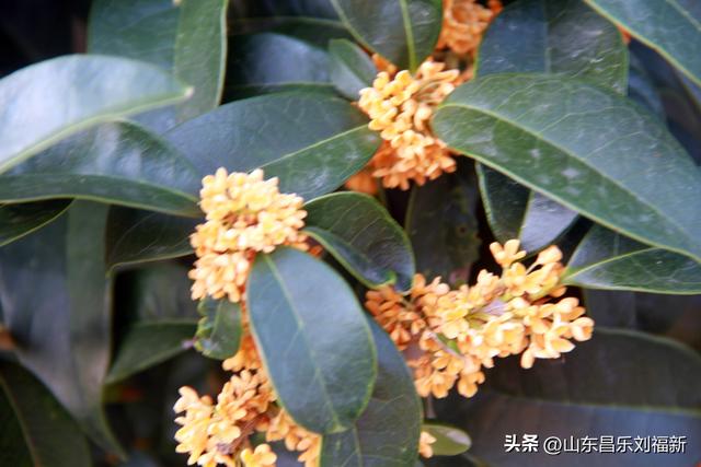 卡纳圣菲的“城墙”·及其它