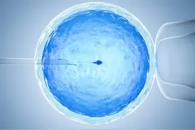 多吃这4 种维生素，卵泡又大又圆图片