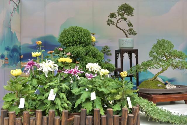 “花开北京·菊韵金秋” 2025北京菊花文化节在北海公园启幕 | 动态