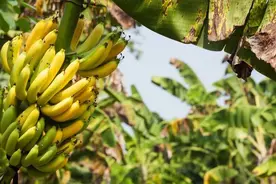 每摘一串香蕉就有一棵树失去生命？以后还有香蕉自由吗图片