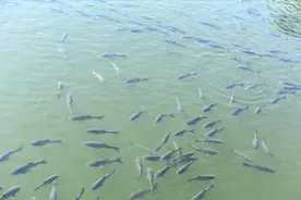 湖南男子花10万，包下老麻雀鱼塘抽水抓鱼，百斤青鱼纷纷落网！图片