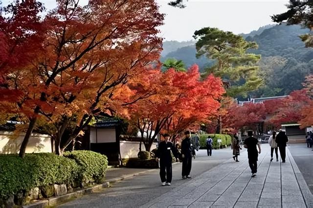 中日航线震动！50万张赴日机票被取消，高市下决心：大不了掀桌子