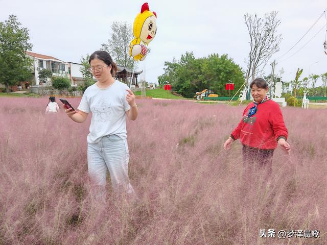 湖北：国庆节网红打卡地 云梦花开十月紫黛草韵染秋色