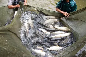 农村致富养殖什么好？成本低好养又挣钱的11个养殖项目图片