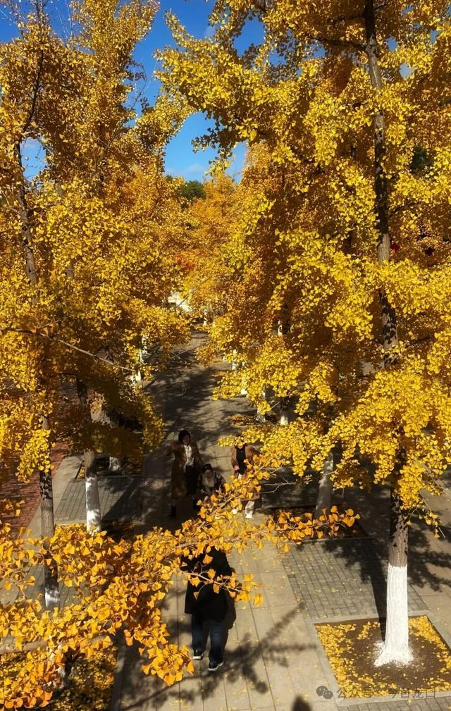 最近，龙口这两个地方美出了新高度！很多人都去打卡~~~