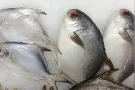 同是鲳鱼，价格却相差很大，它们到底有何不同？图片