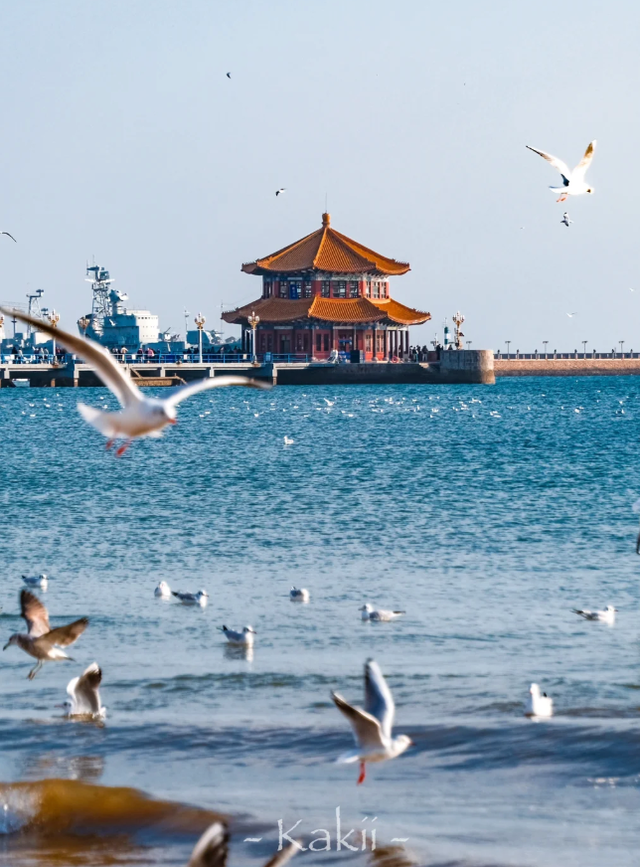 跨年前，总要来栈桥追一次海鸥吧～