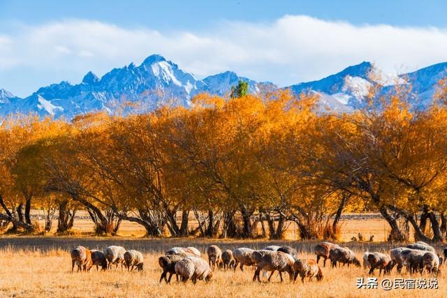 470万亩胡杨林带你秋游大美新疆