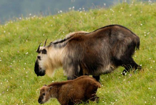 世界只有中国四川青川县才有的全球“独一无二的几大奇景”