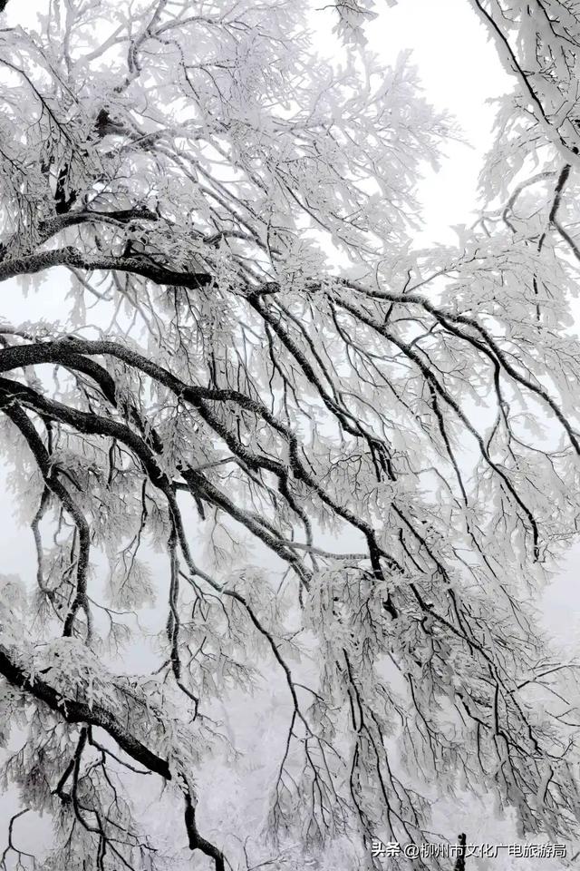 柳州冬日颜值交给雾凇负责！我只负责“哇塞！”+注意安全~