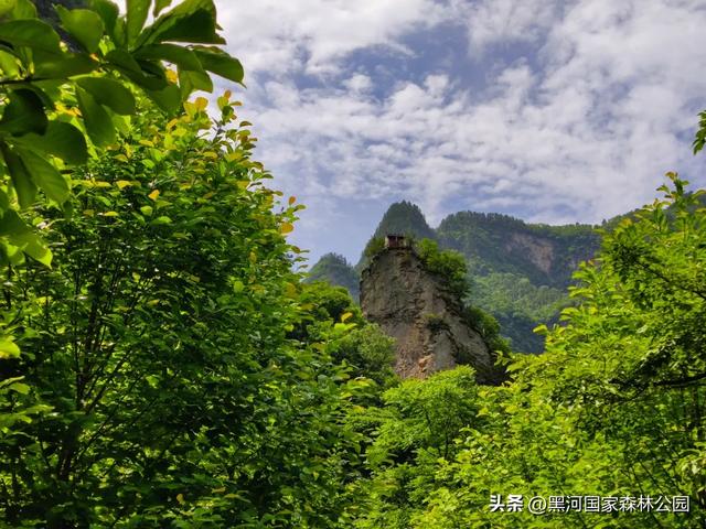 西安“热情”上热搜？么事！黑河国家森林公园让你感受山间清凉一“夏”