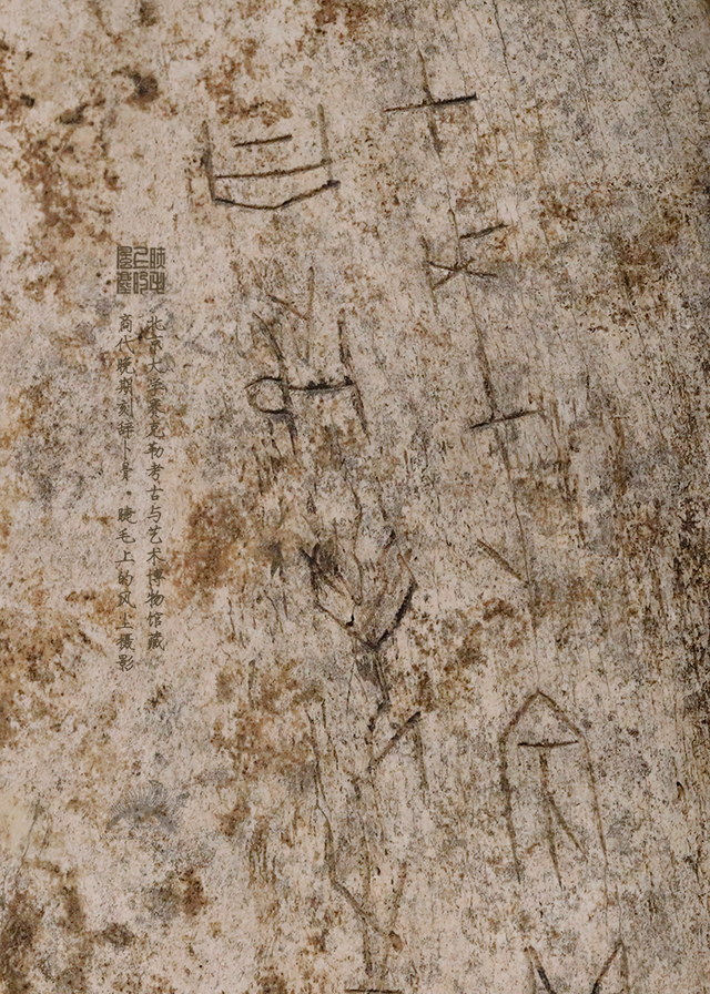 北京大学馆藏探秘：商代晚期刻辞卜骨，解锁千年占卜密码