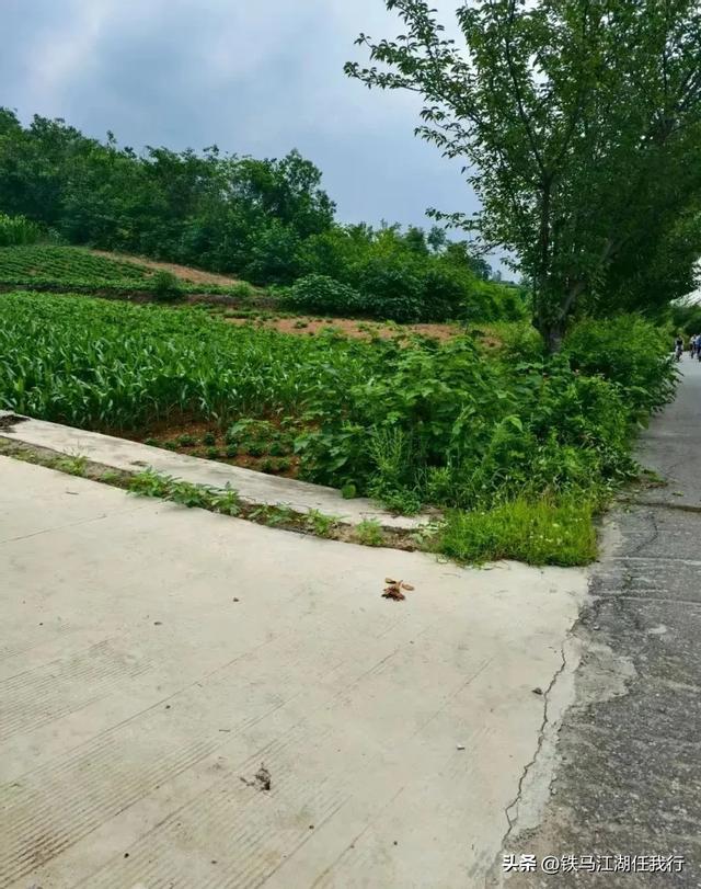一只猫死在了求生的路上