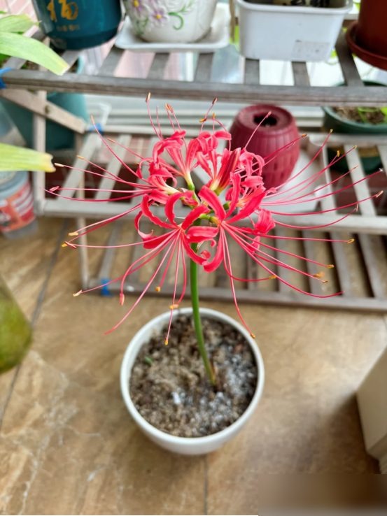 阴花不能进阳宅！这5种花“打死”也不养，家里若有？快挪走！