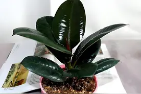 橡皮树怎么扦插繁殖？学会了，一棵橡皮树可以养出一大片！图片