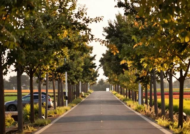 潍坊千亩花海免费，真香！