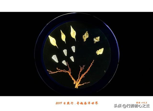 山东行游影记（91）—日照奇趣海洋世界（二）