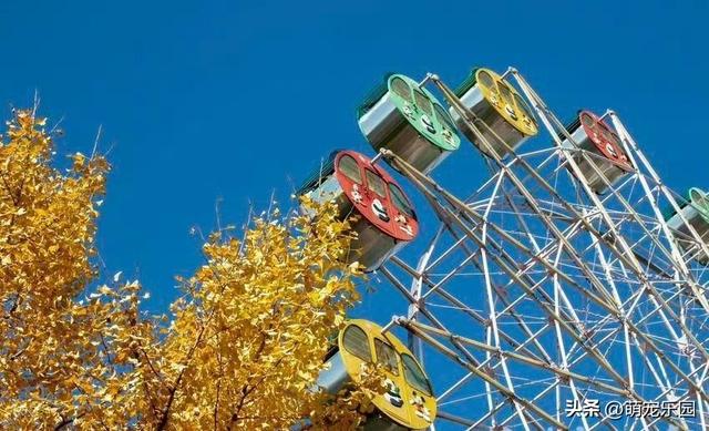 初冬恩施悄然变美，银杏枫树争相斗艳，我被这诗意时光深深震撼