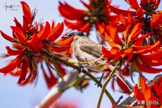云南保山有条海棠路,种满的却是刺桐花,春日风景堪称一绝