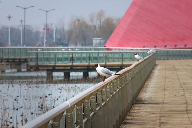 辽滨春色美景上线！邀您共赏~