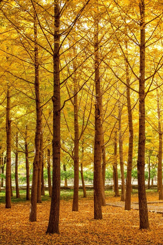 北京小众银杏林，郊外静谧的金色海洋，朝阳平房公园