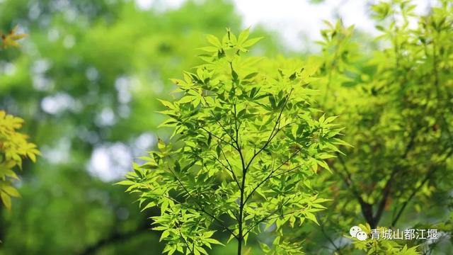 报告！新发现都江堰隐藏款“绿野仙踪”🤟