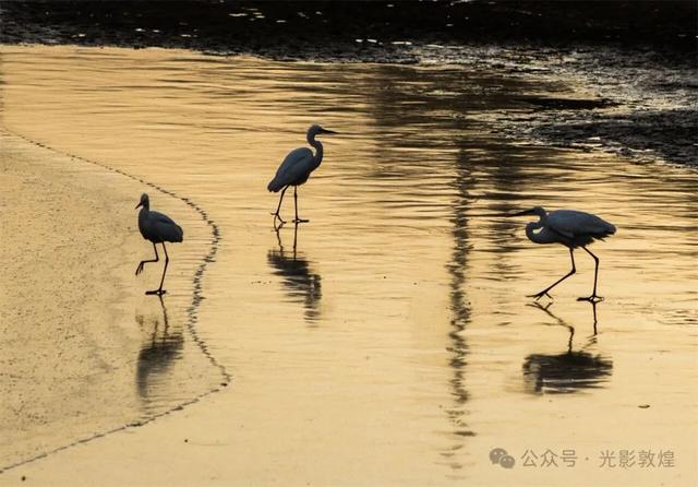 初冬,敦煌党河风情线白鹭翩跹