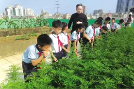 海口多所学校推进中医药文化进校园图片