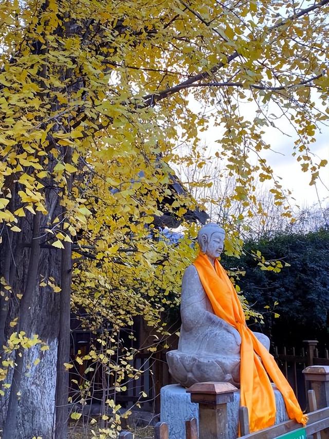 藏在秦岭天子峪里的低调古刹，1700年银杏为伴无商业化知道在哪吗