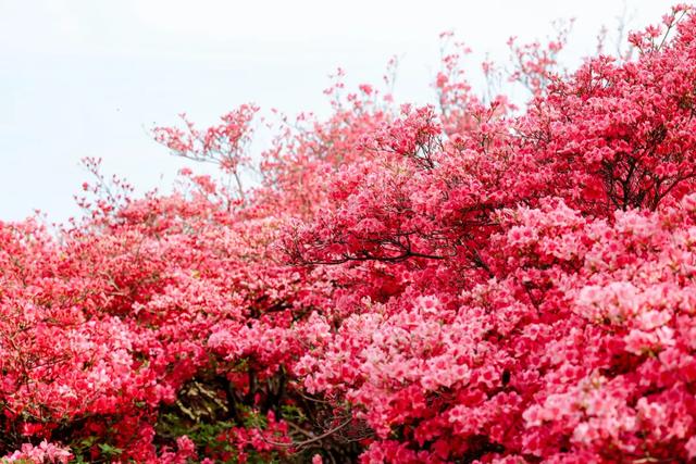 4月18日锁定龟峰山!黄英邀你花海同唱,杜鹃花期预告已送达