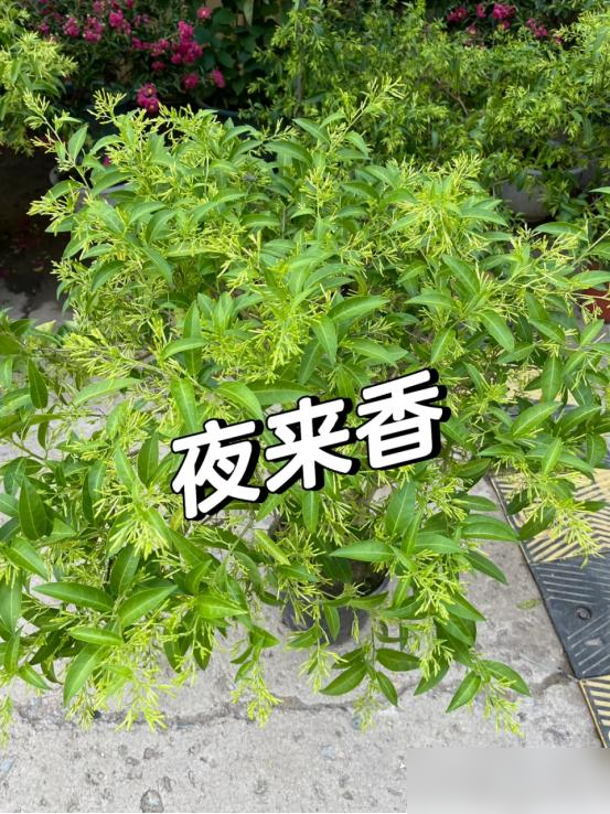阴花不能进阳宅！这5种花“打死”也不养，家里若有？快挪走！