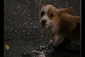 狗狗吃饱最后一顿后被遗弃，疑似是星期狗，离开前还在开心的笑！图片