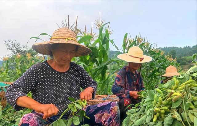 终于低下高贵头颅，美国公开表示：若中国要大豆，希望先找美国