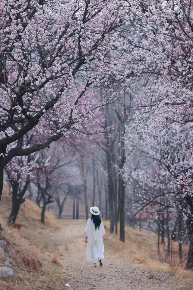 从“赏花游”到“春日经济” 日照的春天“一路生花”