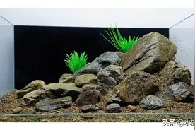 新手养鱼必踩的10个大坑！老手泣血总结，看完立省3000元！图片