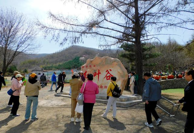 闻名省内外的“本溪地区最大的野生映山红花海”即将迎来观赏季