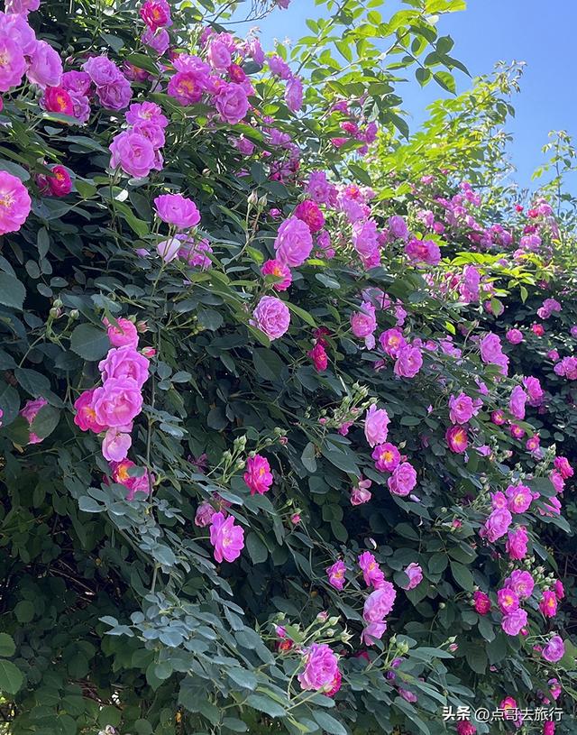 成都蔷薇花开爆了，免费才是最美，花墙瀑布很惊艳，太适合拍照！