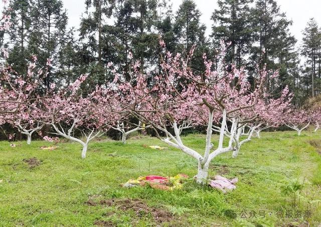 高山桃蕊绽芳华 花海映美苗乡寨——车田苗族乡黄宝村黄桃花绘就生态观赏新景致