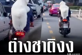 泰国小狗稳坐摩托车后兜风惊呆日本人图片