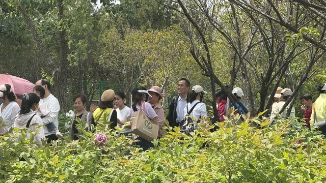 【三秦四季 花样铜川】人间四月芳菲尽 铜川牡丹始盛开