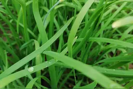 老辈子不打药的韭菜，如今为啥排名农残榜第三？图片