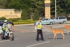 辽宁大连野生梅花鹿找交警问路？人与动物画面和谐！网友：这都行图片