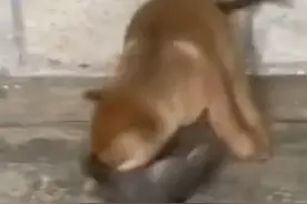 狗拿耗子没有办法、现在的猫都不抓老鼠了！图片