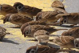 过去常见的麻雀，现在已经很少能看到了，它们都去哪儿了？图片